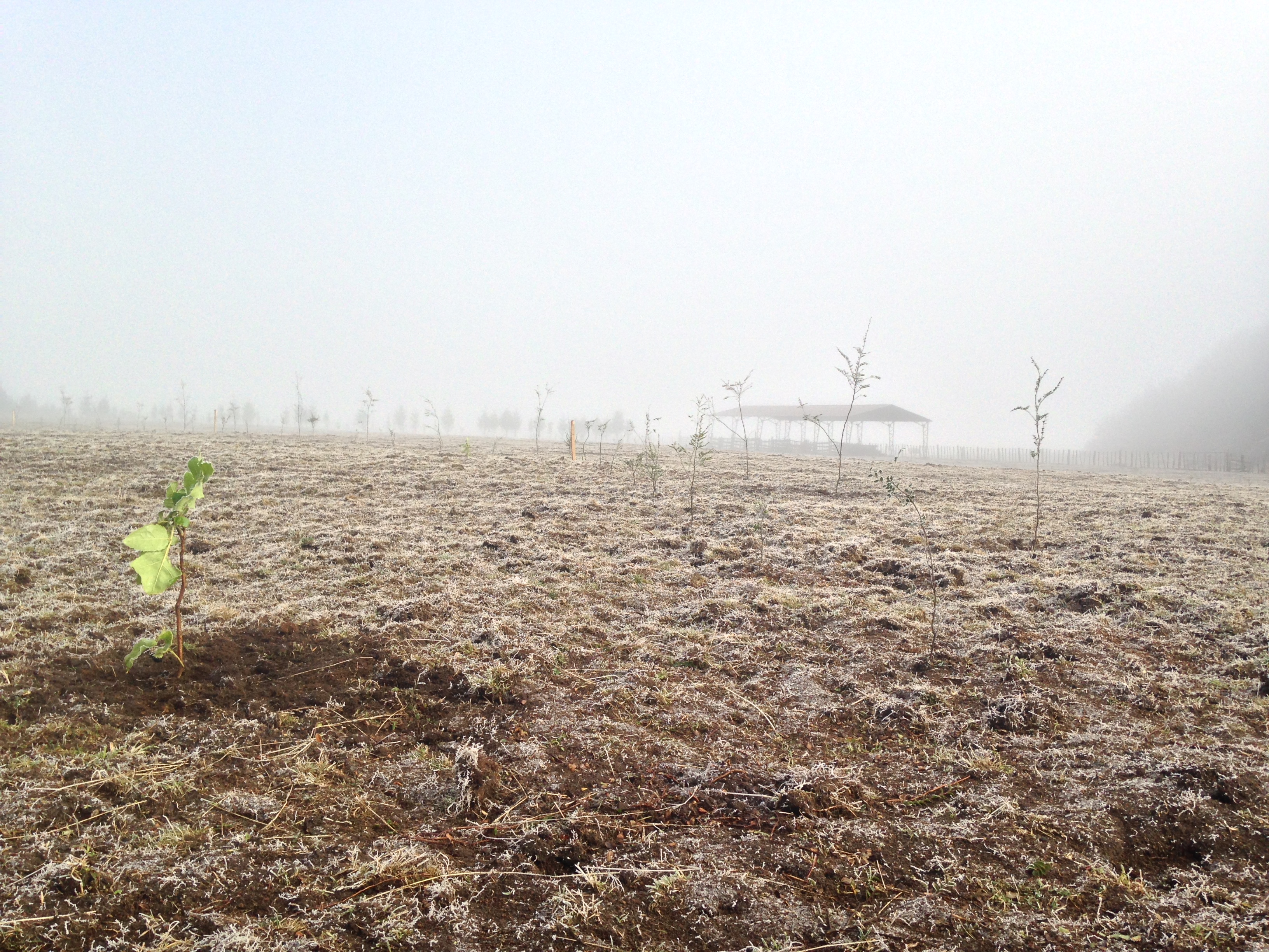 Árboles recién plantados en el sistema agrosilvopastoril del Fundo La Pampita, con escarcha y niebla, Mañihuales, Aysén 2016